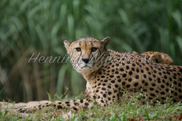 Wachsamer Gepard im Zoo - ImageShop