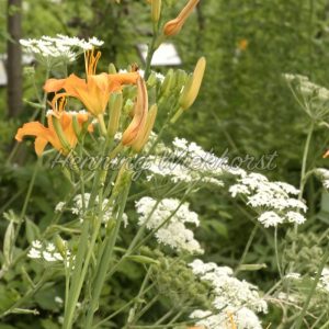 Weiße und orange Blumen im Garten - ImageShop