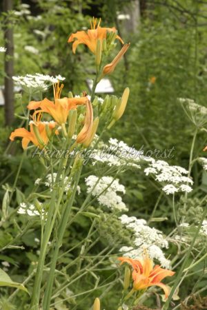 Weiße und orange Blumen im Garten - ImageShop