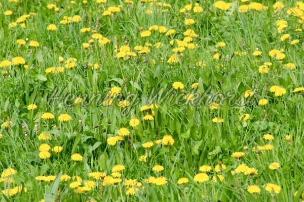 Wiese mit Löwenzahn - ImageShop