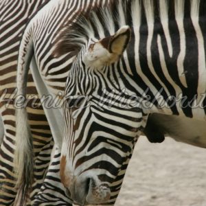 Zebras in einer Reihe - ImageShop