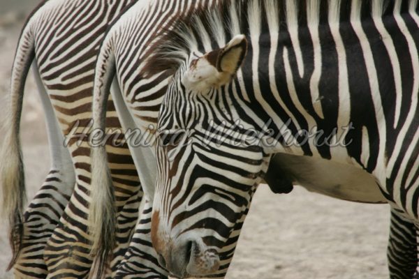 Zebras in einer Reihe - ImageShop